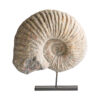 Figura caracola