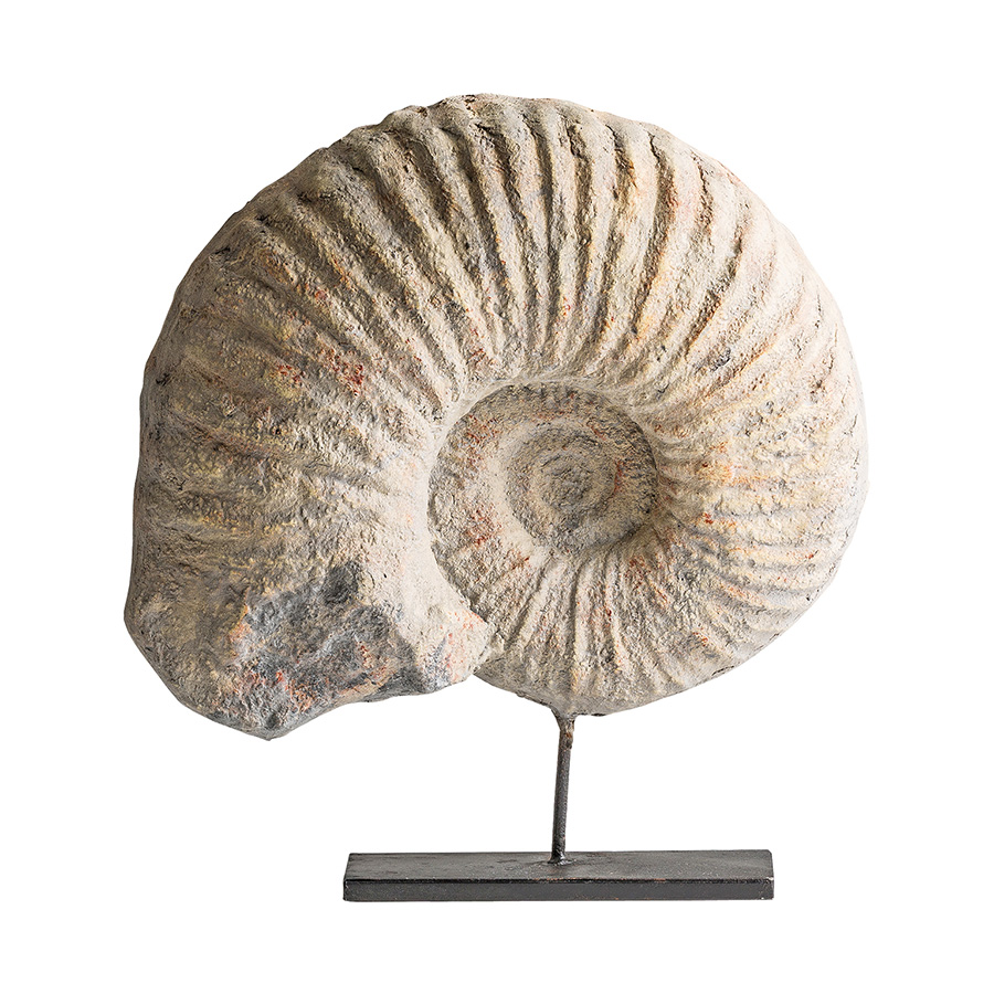 Figura caracola