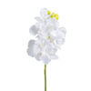 Flor azahar