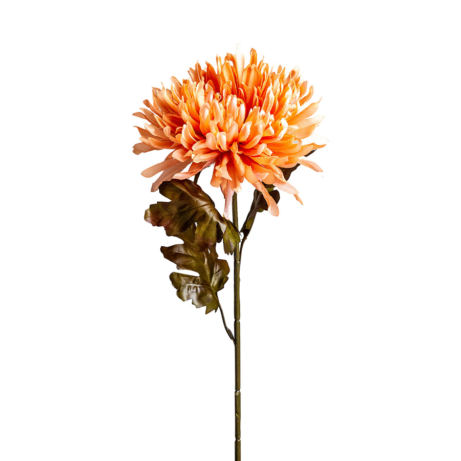 Flor crisantema