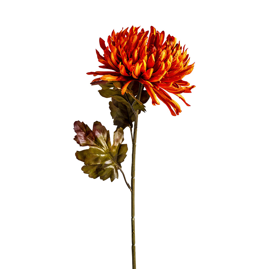 Flor crisantema