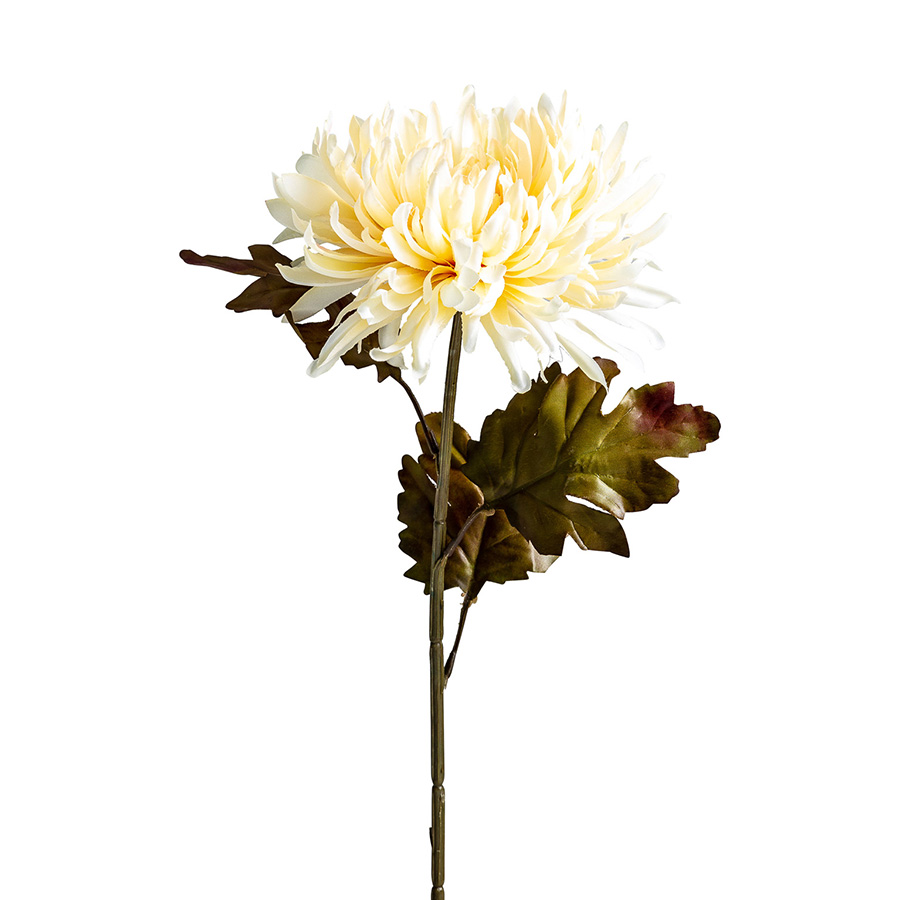 Flor crisantema