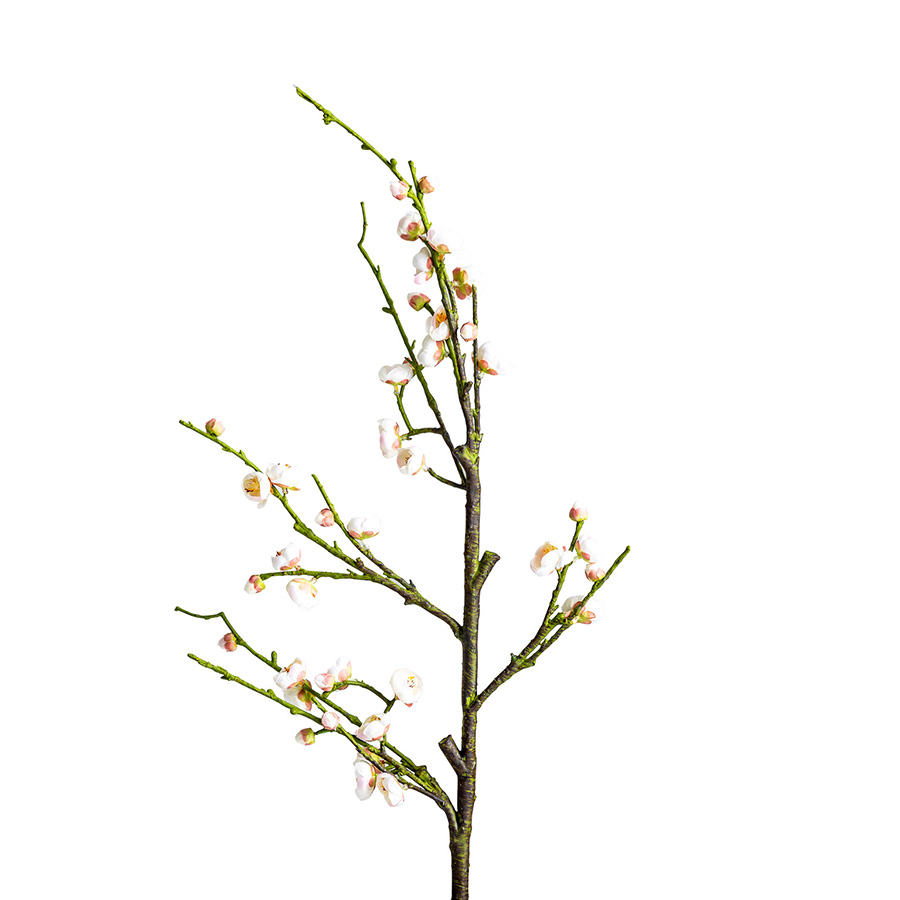 Flor del ciruelo