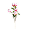 Flor magnolia