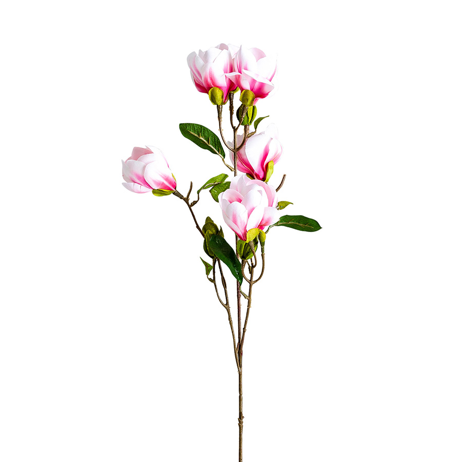 Flor magnolia