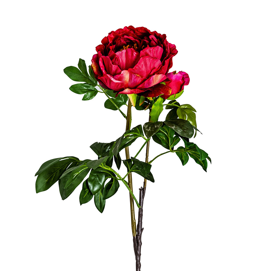 Flor peonia