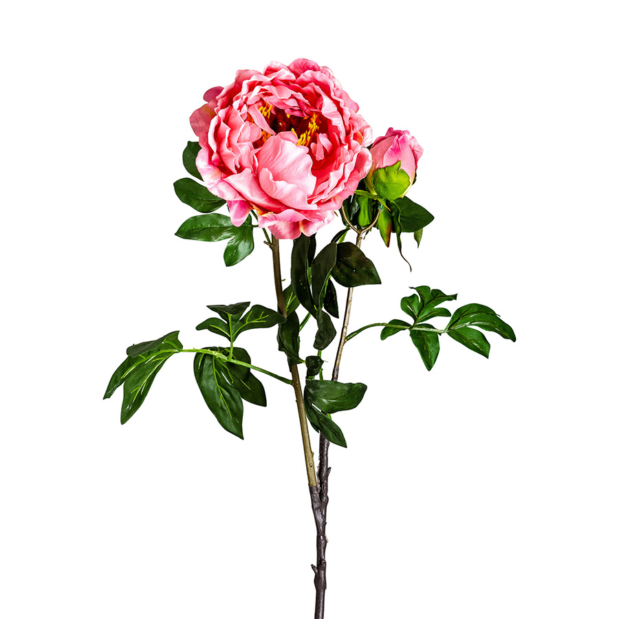 Flor peonia
