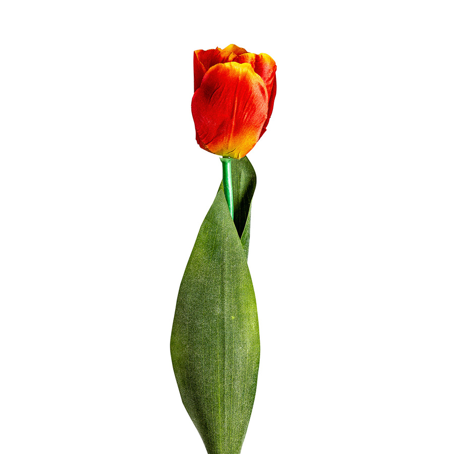 Flor tulipan