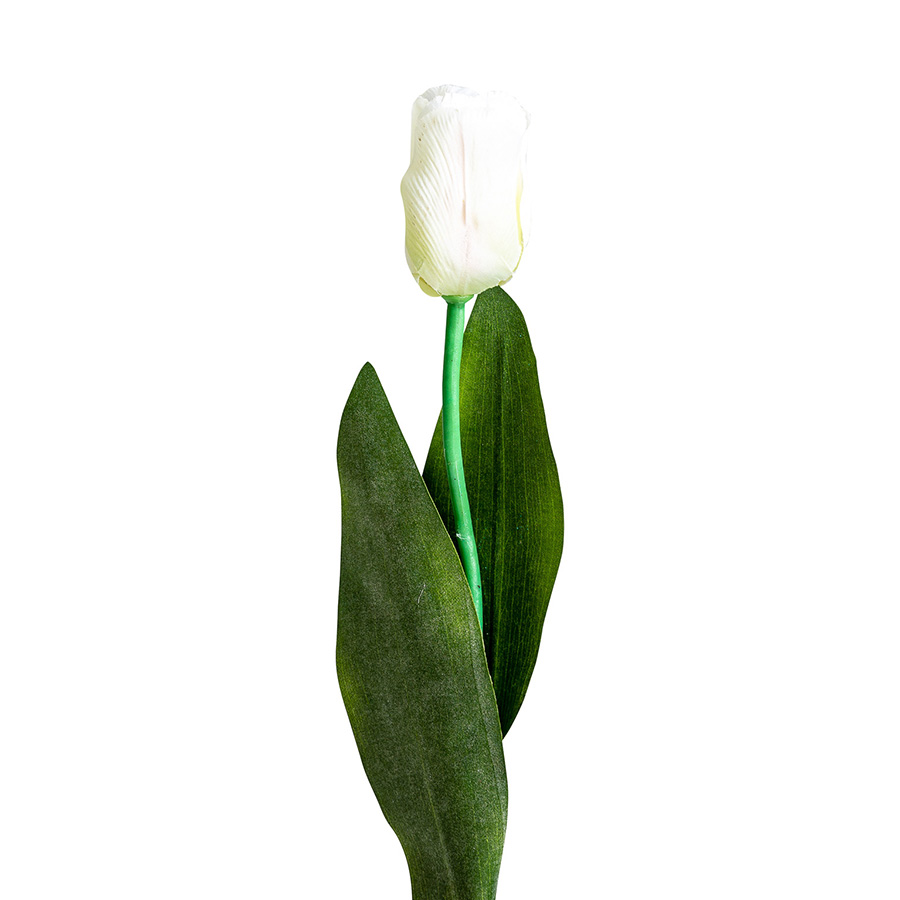 Flor tulipan