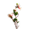 Flor yulan