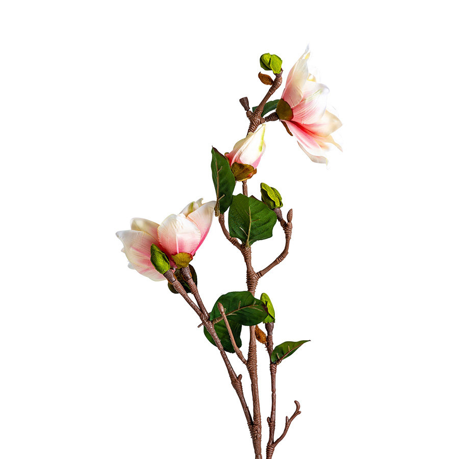 Flor yulan