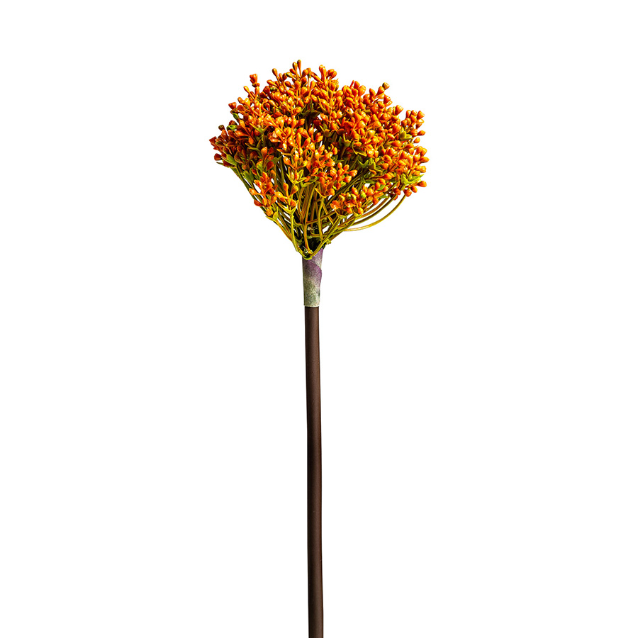 Planta allium