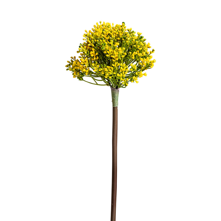 Planta allium
