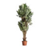 Planta bambú