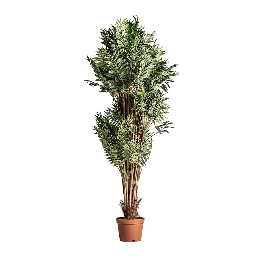 Planta bambú