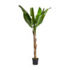 Planta bananera