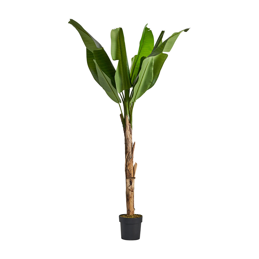 Planta bananera
