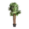 Planta helecho