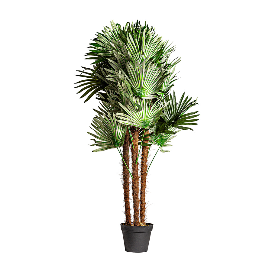 Planta helecho