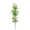 Planta hojas