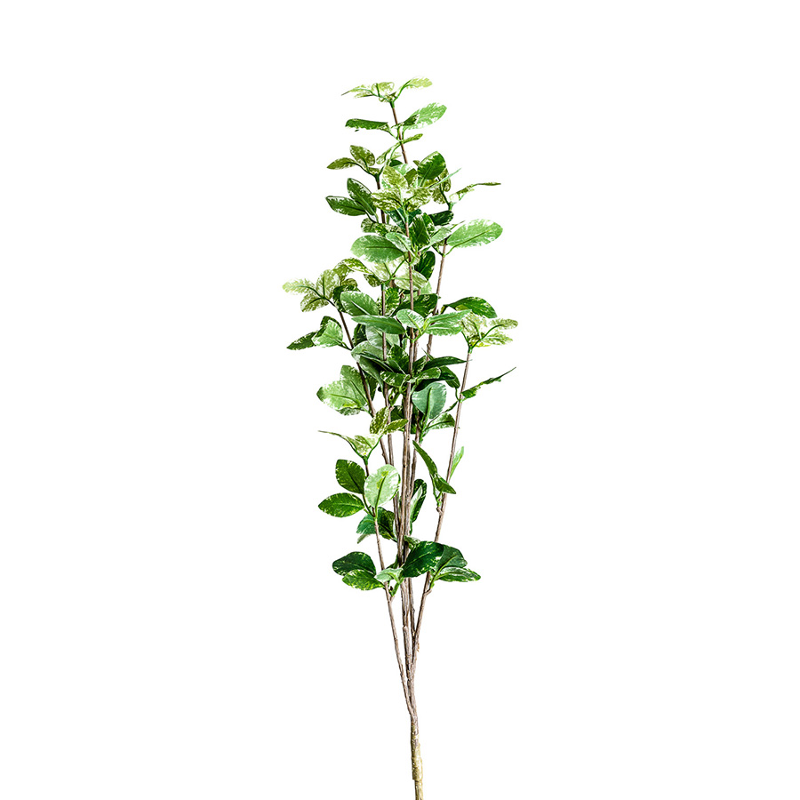 Planta hojas