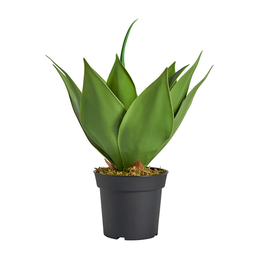 Planta lotus