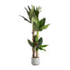 Planta platanero