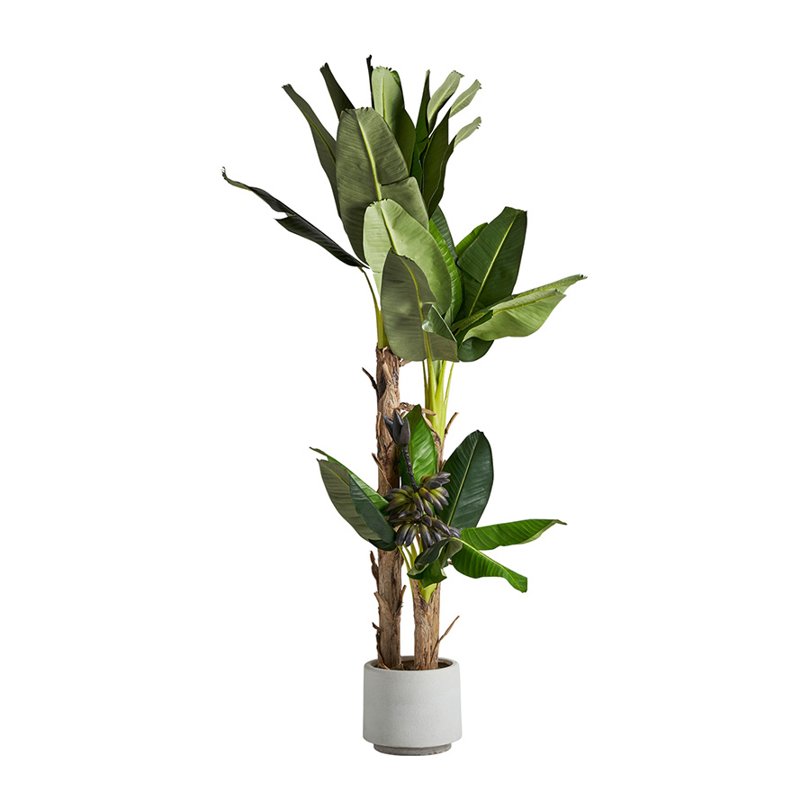 Planta platanero