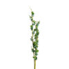Planta ramas