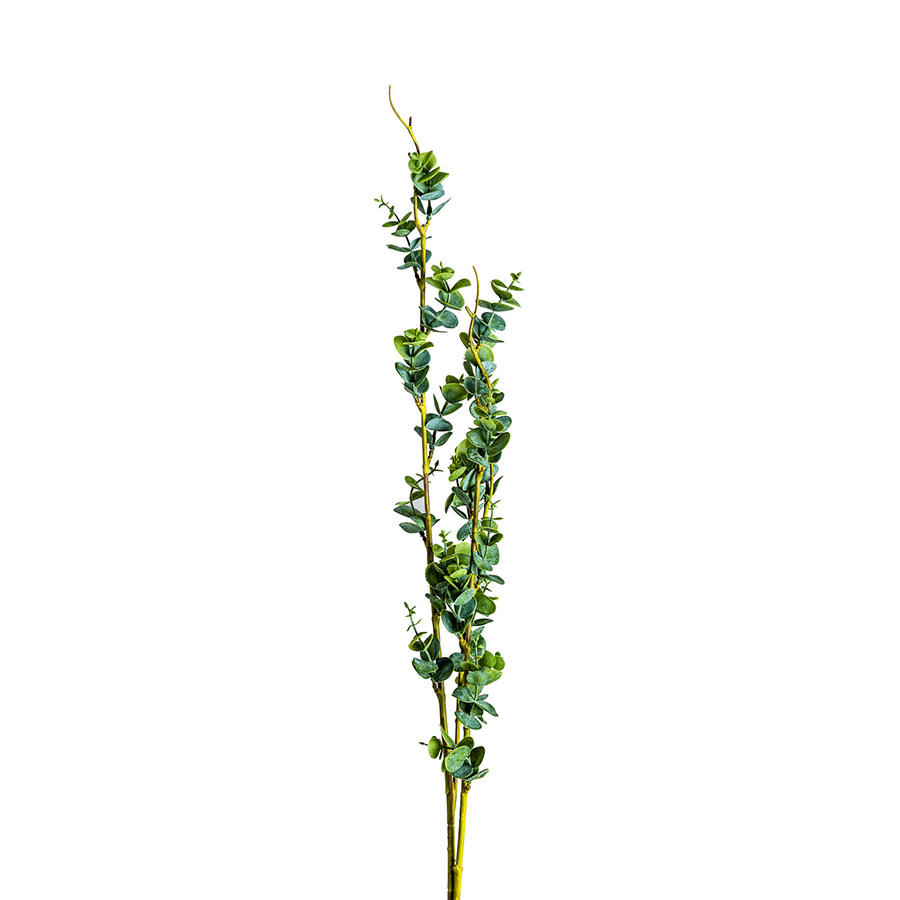 Planta ramas