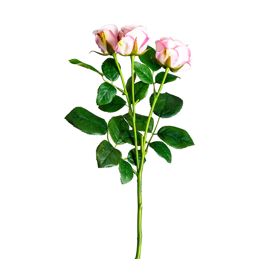 Planta rosal